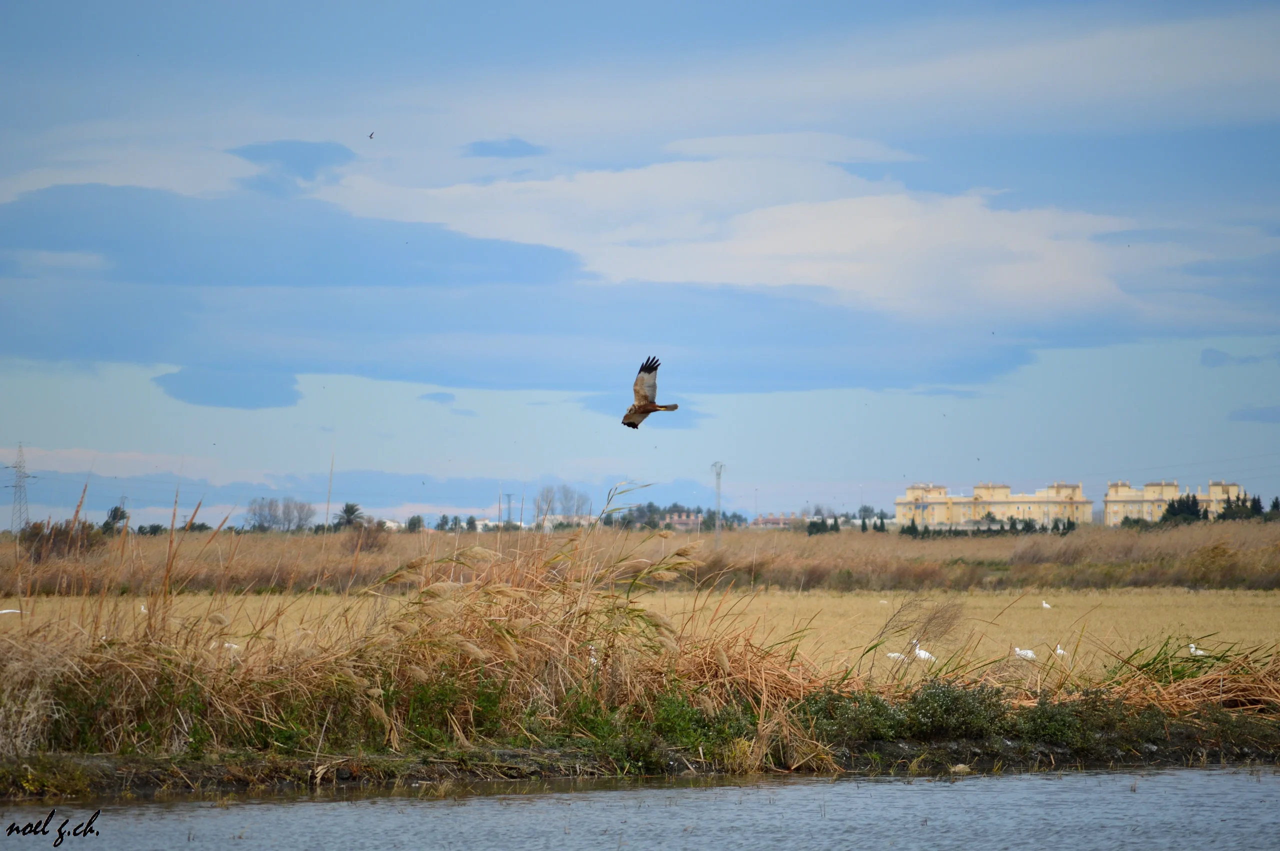 aguilucho lagunero mach